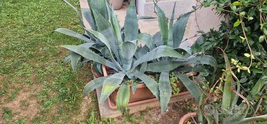 Agave Americana - 3 piante