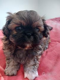 Cucciole PECHINESI