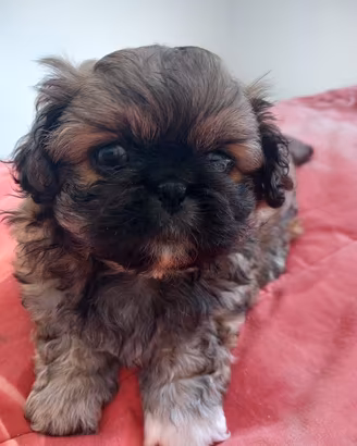 Cucciole PECHINESI