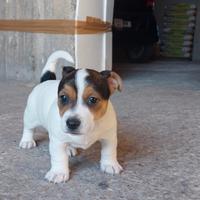 Cucciolo di Jack Russell femmina