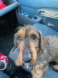 Er o femmina per Accoppiamento