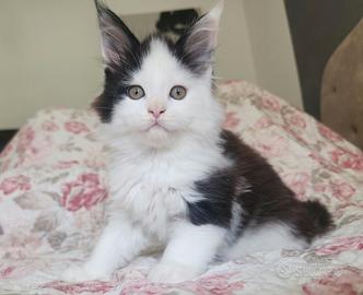 Cucciole maine coon