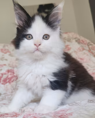 Cucciole maine coon