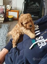 Barboncino albicocca cuccioli