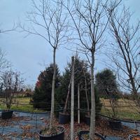 piante di Celtis Australis 