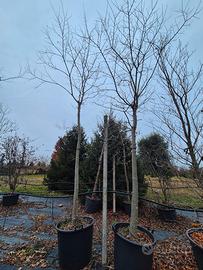 piante di Celtis Australis 