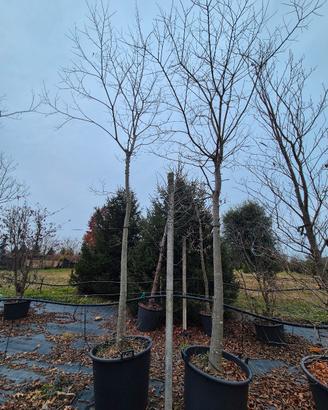 piante di Celtis Australis 