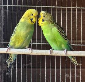 Coppia riproduttiva Cocorite