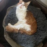 Maine Coon Maschio per accoppiamento