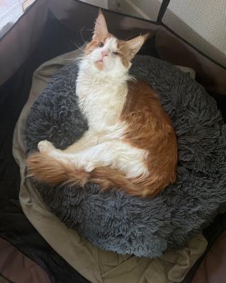 Maine Coon Maschio per accoppiamento