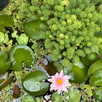 piante acquatiche per laghetti