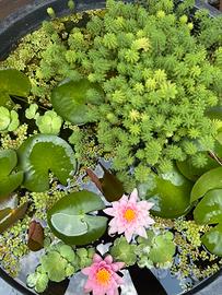 piante acquatiche per laghetti