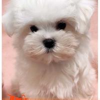 Cuccioli di MALTESE
