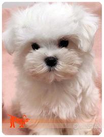 Cuccioli di MALTESE