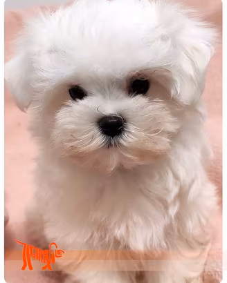 Cuccioli di MALTESE