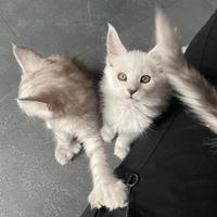 Trilli Maine Coon Shaded