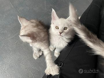 Trilli Maine Coon Shaded