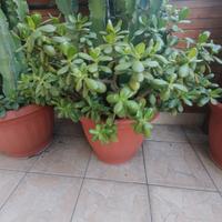 pianta grassa albero di Giada o crassula