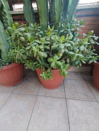 pianta grassa albero di Giada o crassula