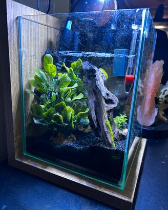 Acquario