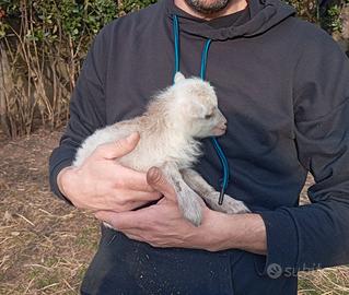 Pecore nane d'oeussant