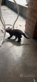 Gattine