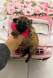 STUPENDA Volpino Pomerania Toy FEMMINA