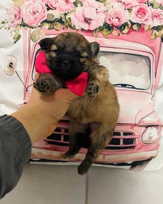 STUPENDA Volpino Pomerania Toy FEMMINA