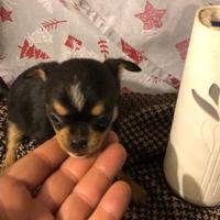 Cuccioli chihuahua mini