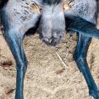 Arieti neri di arbus