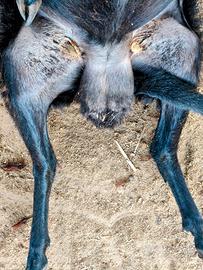 Arieti neri di arbus