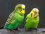 Immagine 6