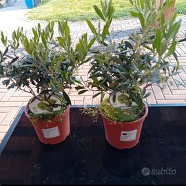 OLIVI BONSAI ANNI 3 COLTIVATI IN TOSCANA 