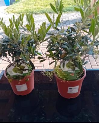 OLIVI BONSAI ANNI 3 COLTIVATI IN TOSCANA 