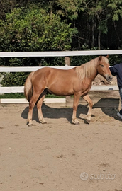 Haflinger