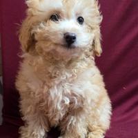 Maltipoo