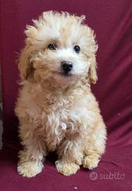 Maltipoo
