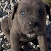 Cuccioli cane corso