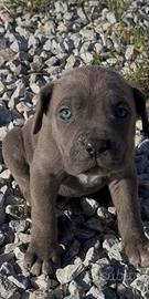 Cuccioli cane corso