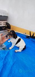 Jack russell tricolore