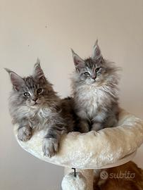 Cucciolo Maine Coon