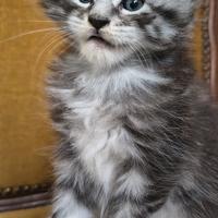 Cuccioli di Maine Coon
