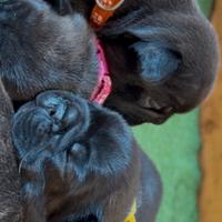 Bulldog francesi esotici
