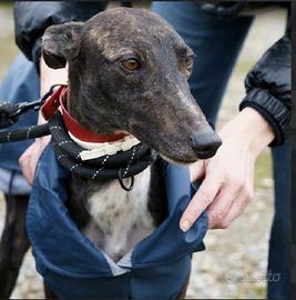 WILSON giovane e dolcissimo Galgo