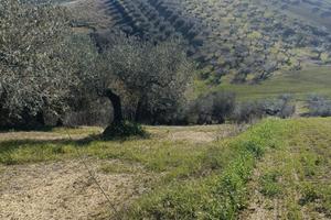 Rif. 214b terreno a loreto aprutino