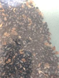 evodia la pianta delle api