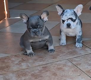 Bouledogue Francese