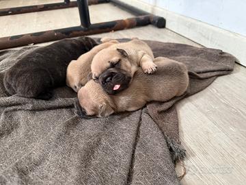 Bulldog francese
