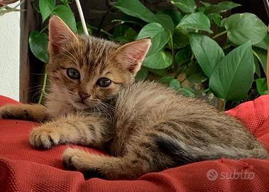 Gattini di 6 settimane da adottare