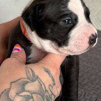 American Pitbull Terrier